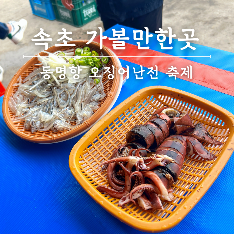 속초 가볼만한곳 동명항 오징어난전 축제 기간 시세 총정리