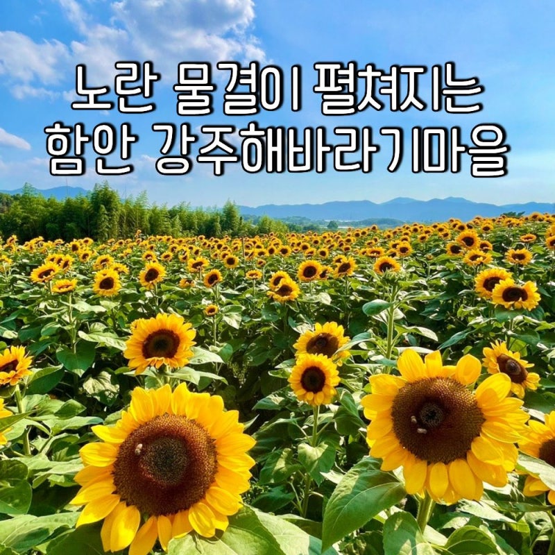 함안 강주해바라기마을 축제｜가족여행으로 다녀온 노란 해바라기 명소