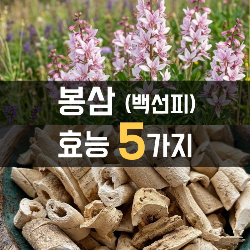 봉삼 효능 부작용 먹는법 (백선피)