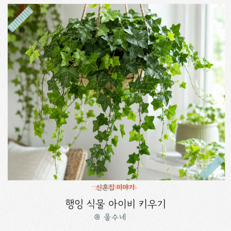 행잉 식물 아이비 키우기 방법 아이비 수경재배 가능할까?