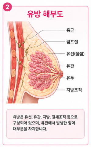 "유방암 치료과정 총정리｜수술부터 복원까지"