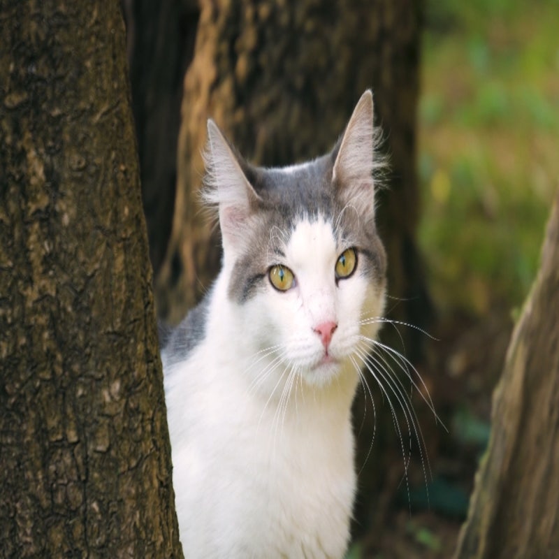 고양이 꿈, 좋은꿈 나쁜꿈인지 해몽할수 있을까?