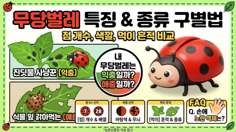 무당벌레 특징과 종류 구별법 익충 해충 차이점 정리