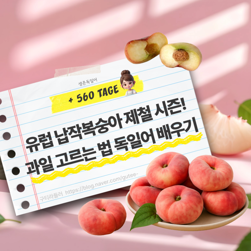 유럽 납작복숭아(Plattpfirsich) 제철 시즌! 과일 고르는 법 독일어 배우기