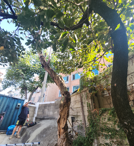 마당 사진 6