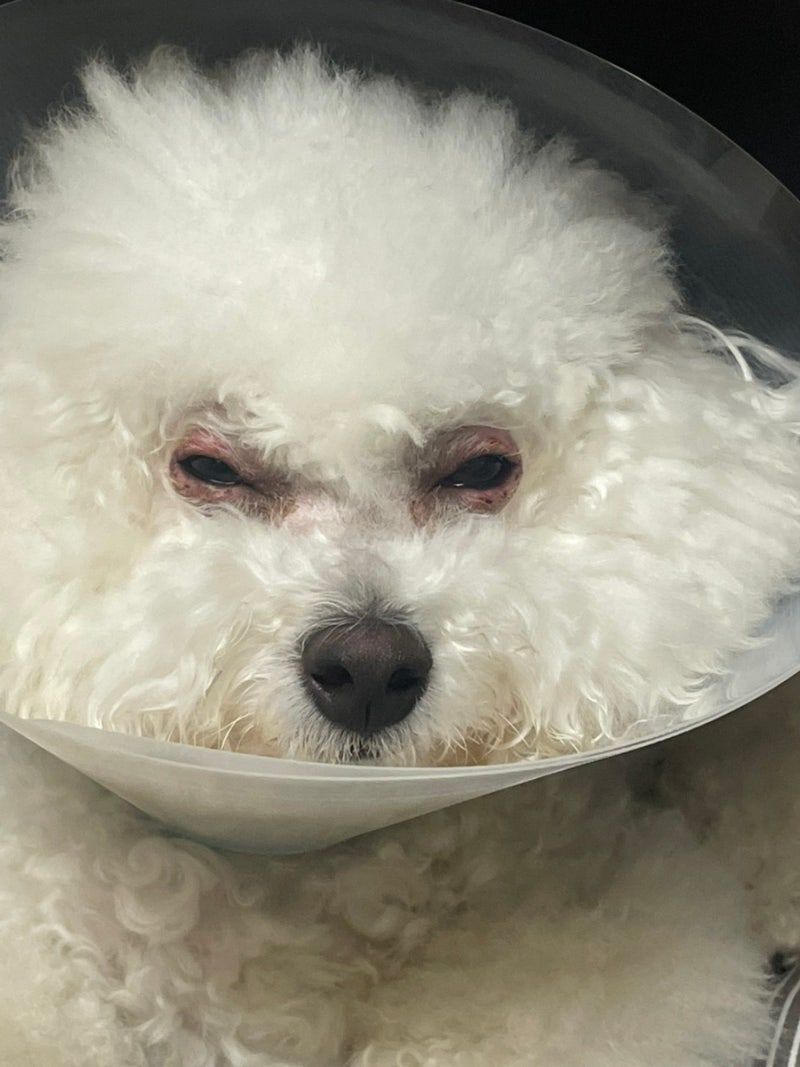 강아지 안검염 극복일기