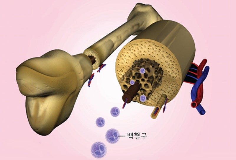 골수기능저하로 인한 재생불량성 빈혈, 한약 보완요법이 생존율을 높이는 이유