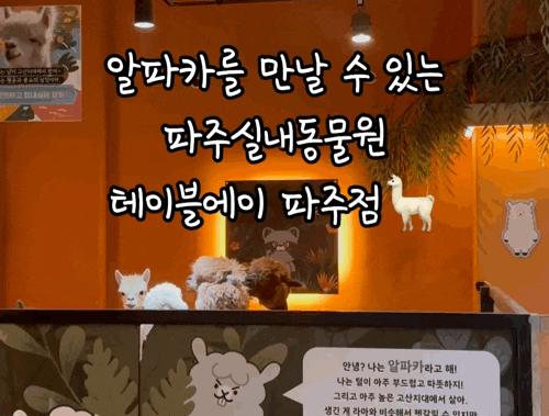 알파카를 만날 수 있는 파주놀거리 실내동물원 테이블에이
