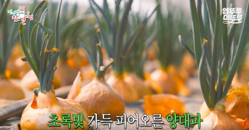 전참시 이영자 양대파김치 레시피, 파김치보다 달큰한 화제의 김치 만드는 법