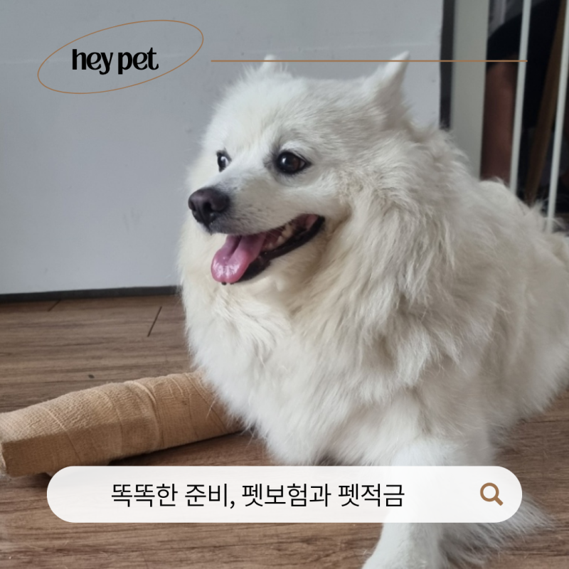 반려동물을 위한 준비, 펫보험과 펫적금 비교