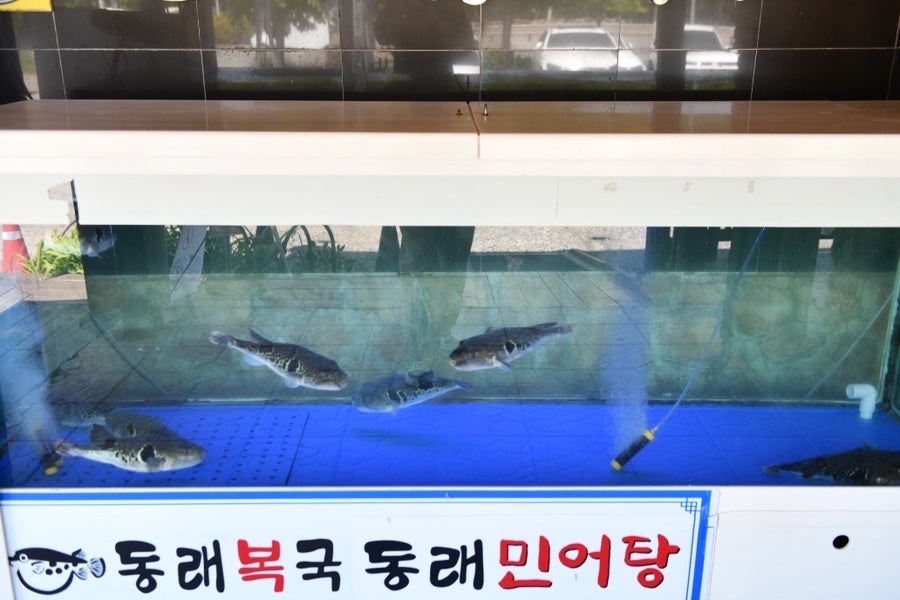 동래복국 하남본점 사진 4
