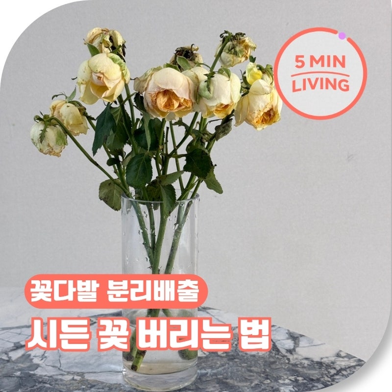 시든꽃 버리는 법, 일반쓰레기일까? 꽃다발 분리배출 쉽게 정리