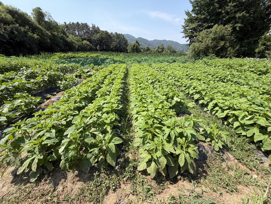맷돌순두부 사진 2