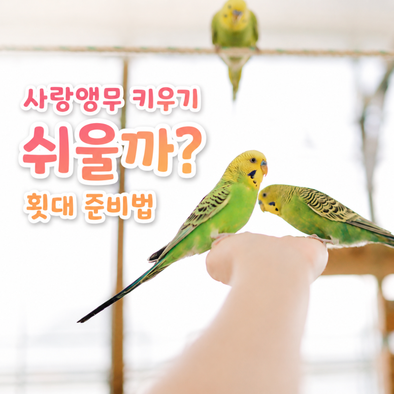 반려조 사랑앵무 키우기 쉬울까? 앵무새 용품 횟대 준비법