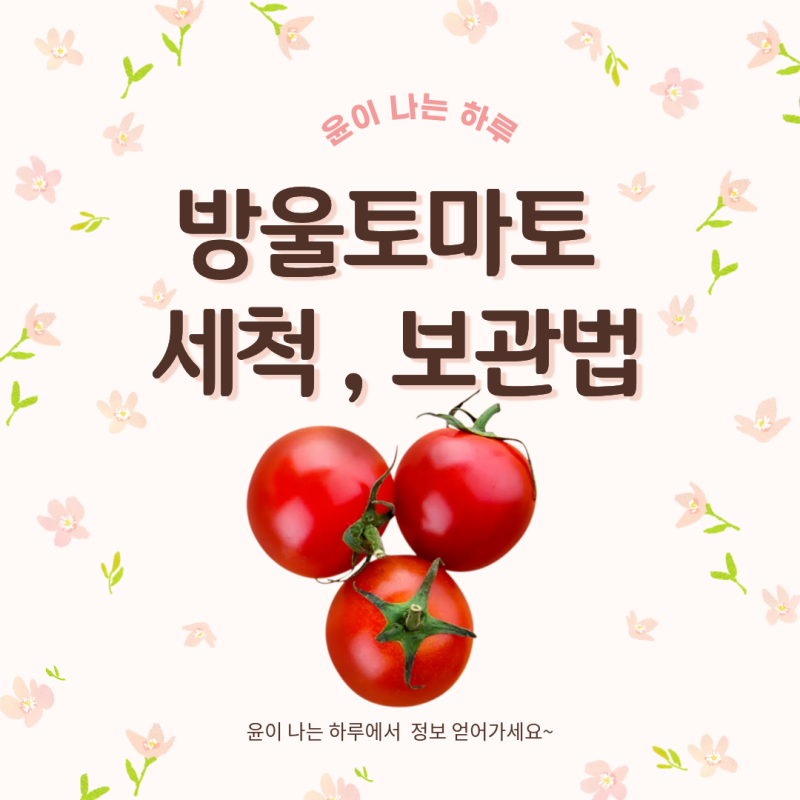 방울토마토 꼭지 달린 채로 냉장 보관했다가 일주일 만에 다 버렸어요