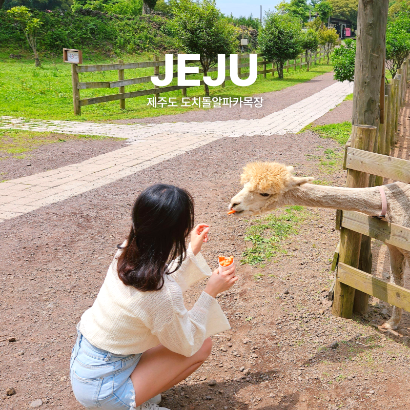 제주도서쪽코스 도치돌알파카목장 먹이주기 체험 카페