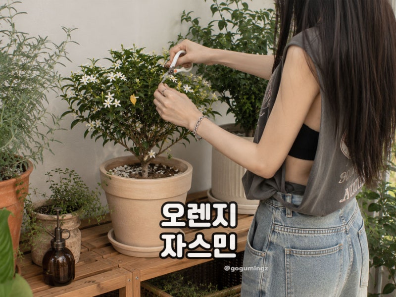 오렌지자스민 꽃 피우기, 화분과 삽목 방법