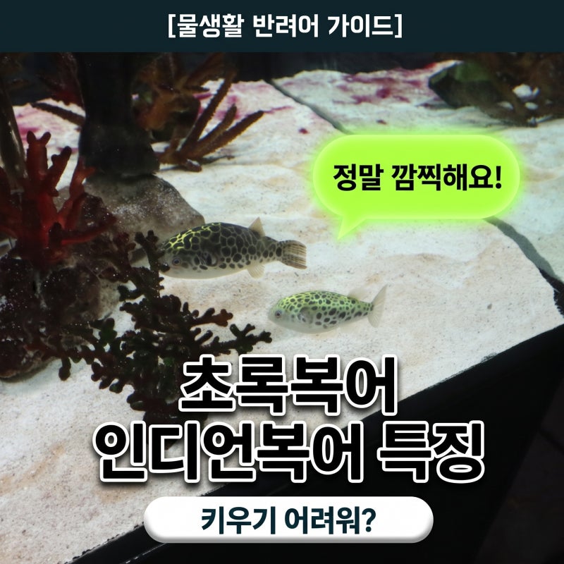 반려동물 물고기 종류 초록복어 인디언복어 키우기 어려워?