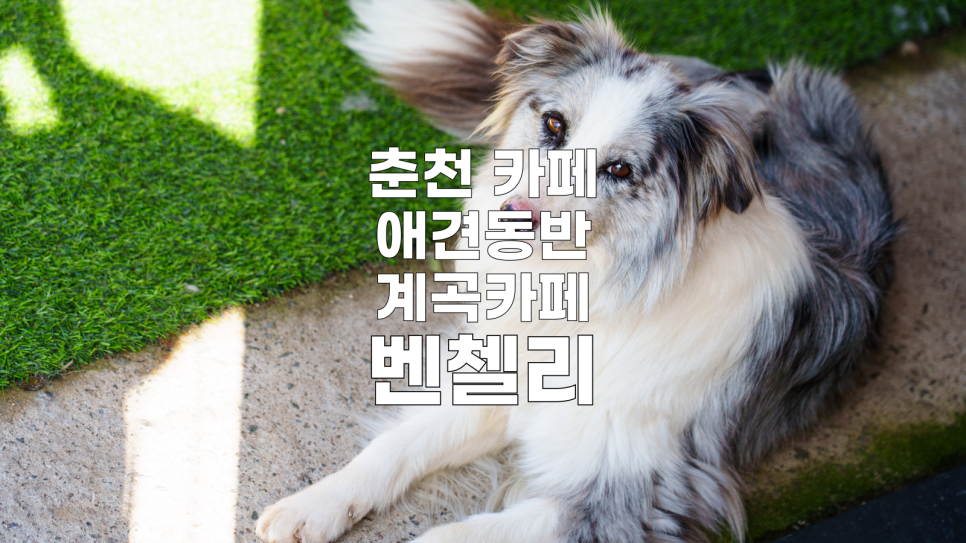 벤첼리 사진 1