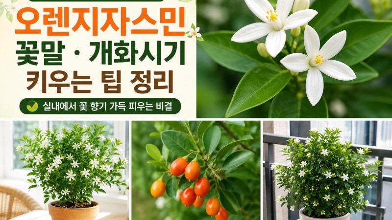 오렌지자스민 꽃말, 개화시기, 가격, 키우는 팁 정리 ^^