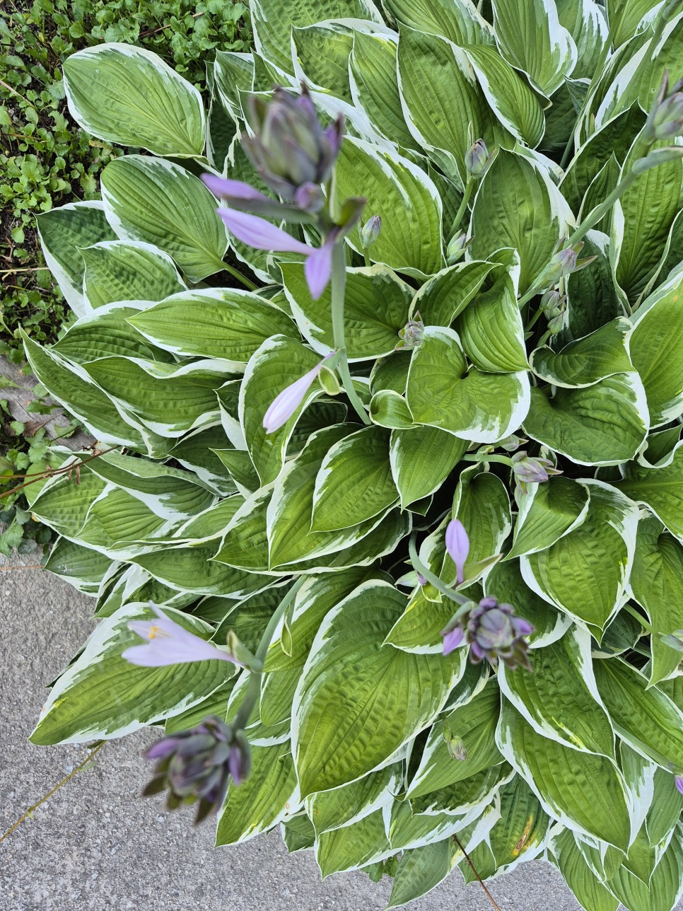 산내순두부 사진 2