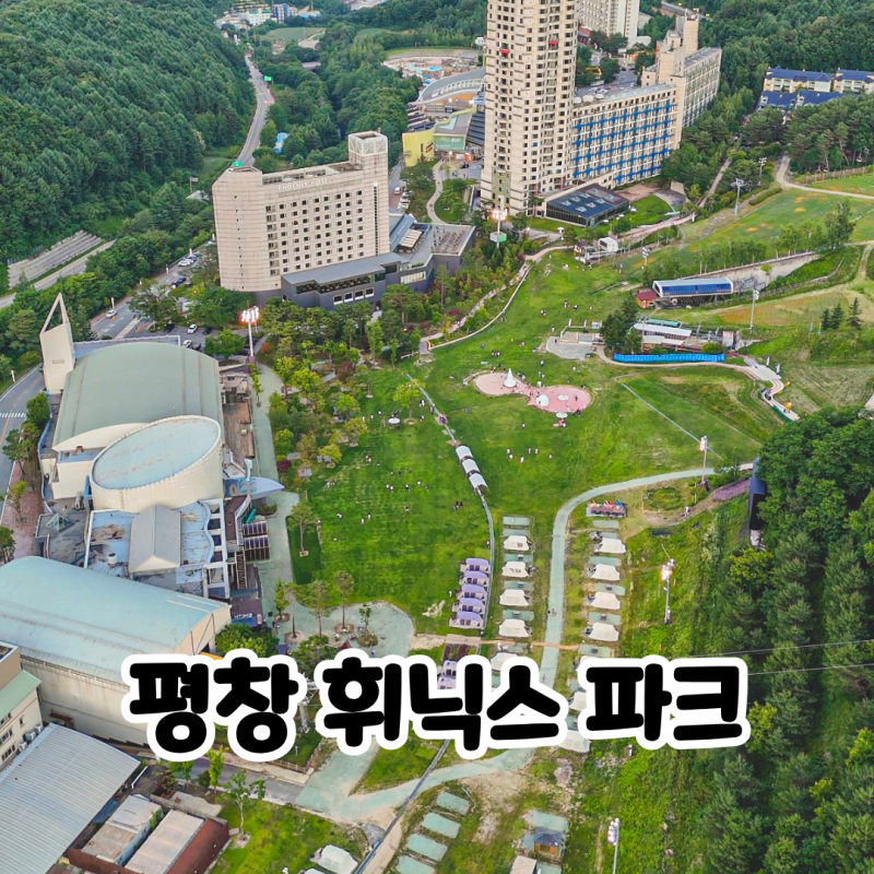 평창 휘닉스파크 스카이스위트 블루동 반려견 동반 포레스트 캠핑 바비큐 리뷰