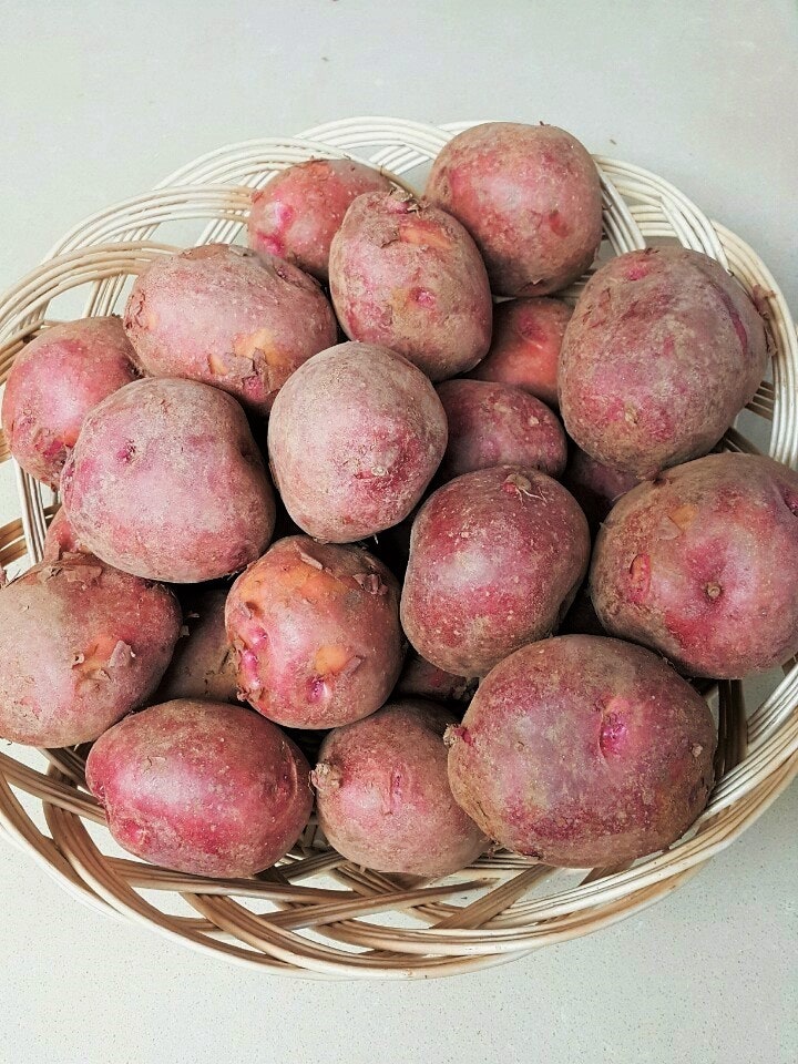 포실포실 카스테라 홍감자 삶는법, 요즘 제철 놓치면 후회할 감자 요리 레시피 5가지