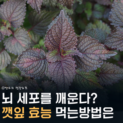 깻잎 효능 부작용 영양성분 먹는법 보관법 총정리 했어요!