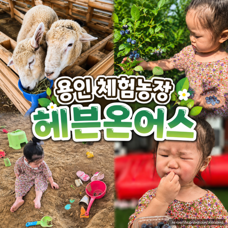 용인 블루베리 체험농장 끝없는 놀거리! (동물체험/모래놀이 등)