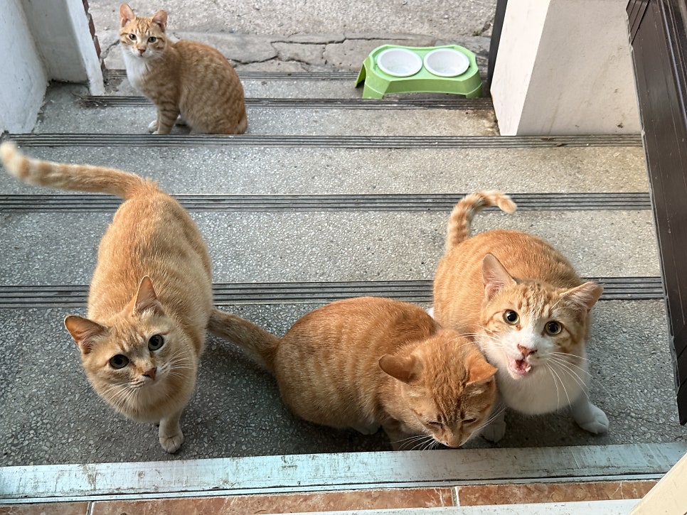 오수의과동물병원 사진 5