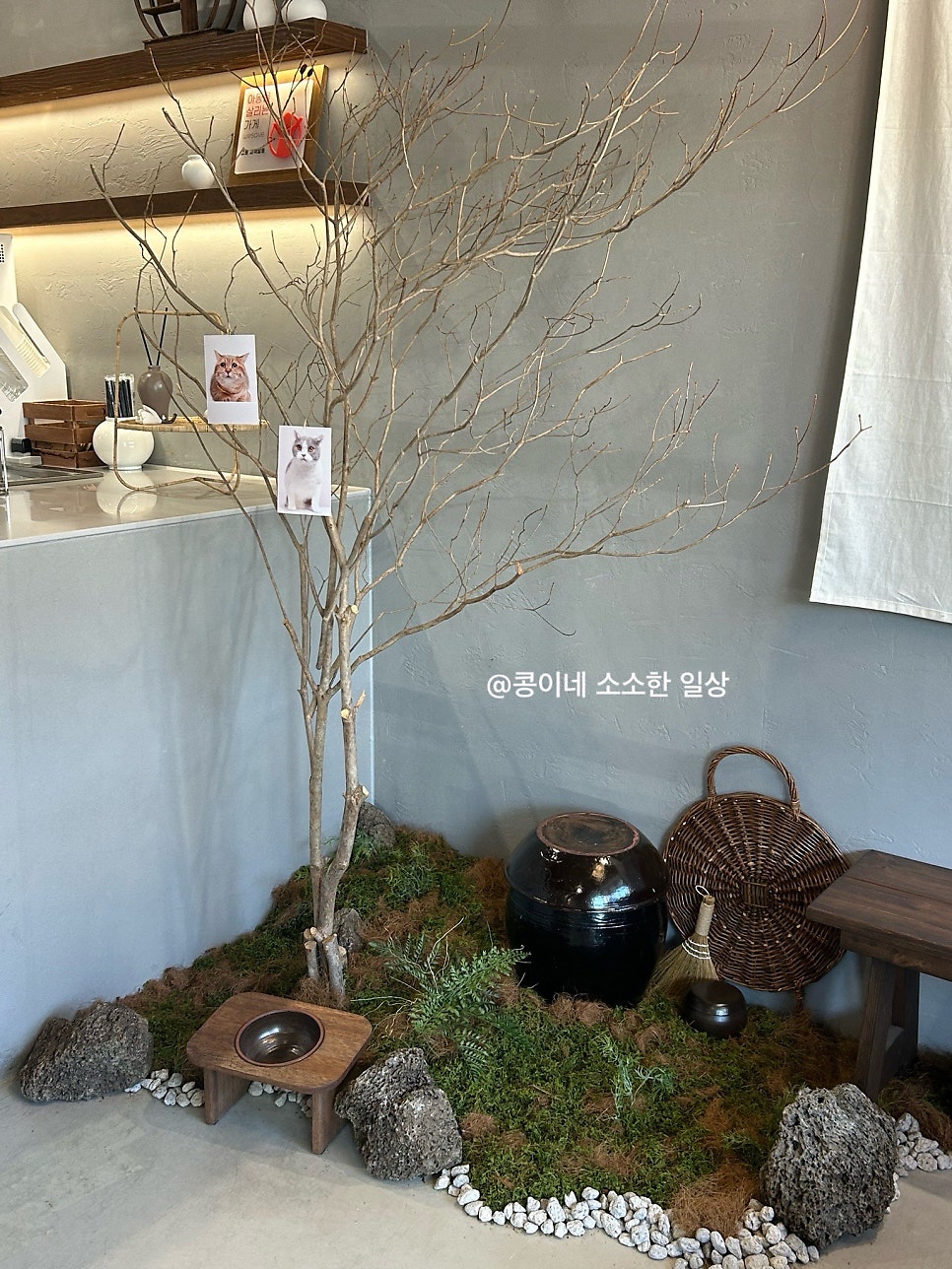 고롱 사진 6