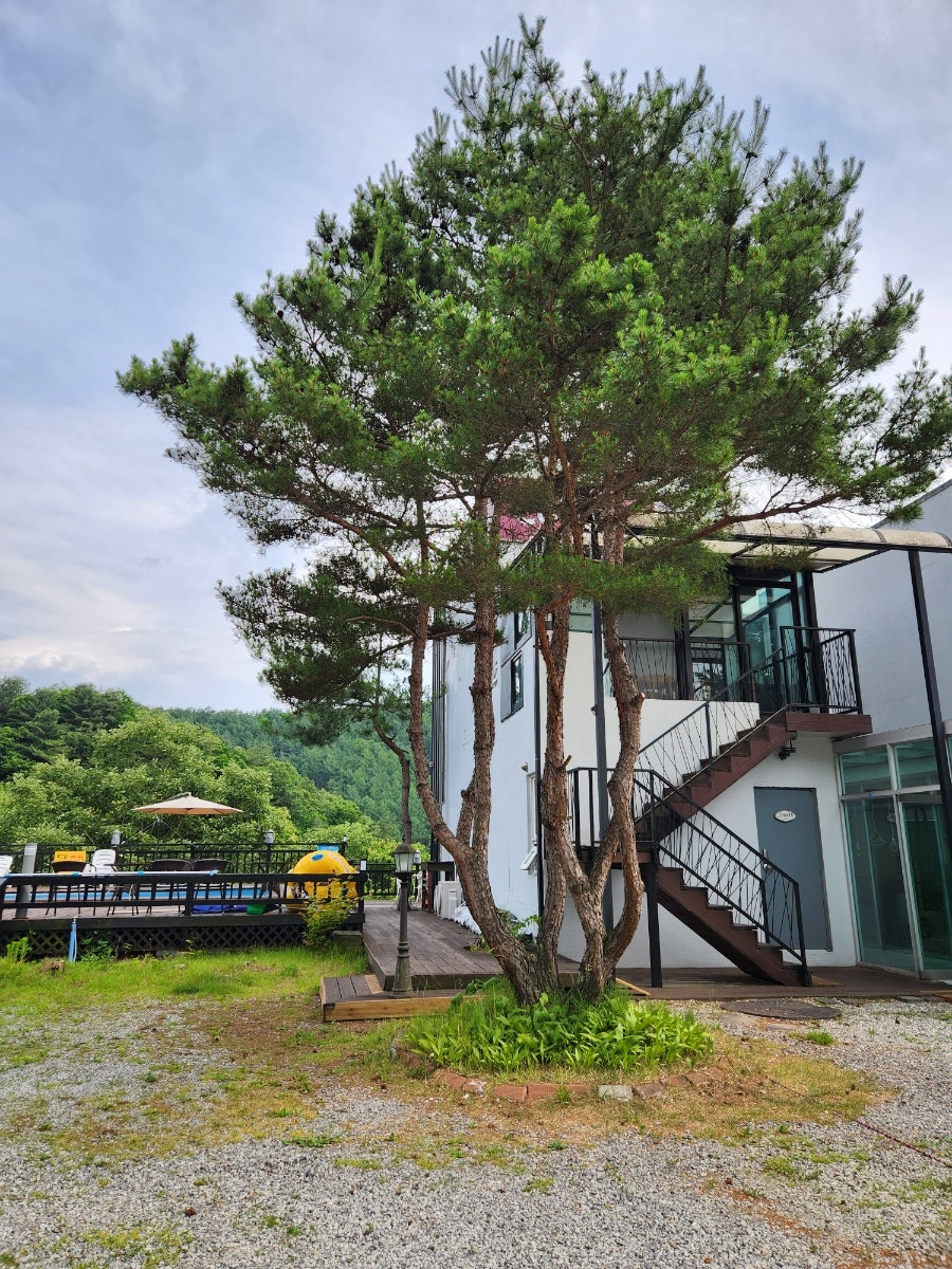 콜린펜션 사진 4