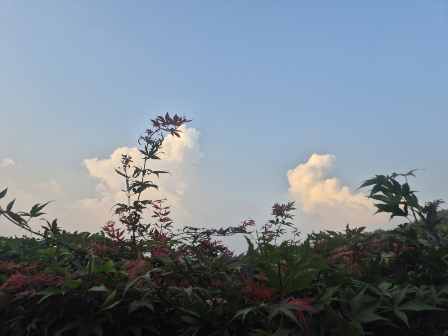 노브 사진 6