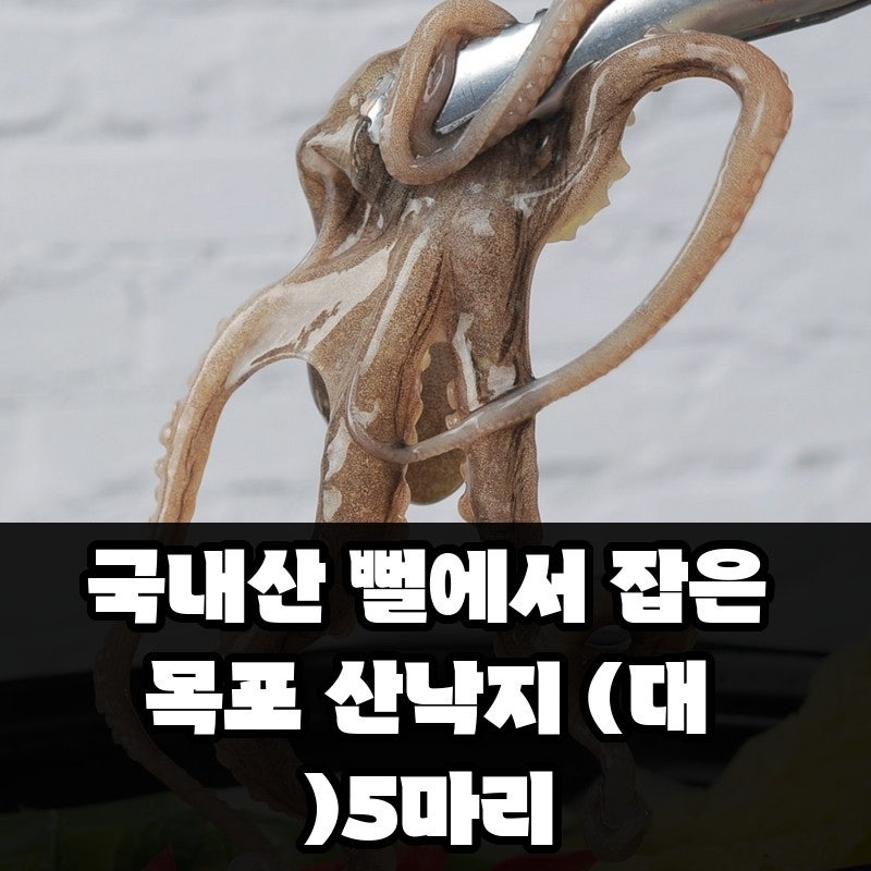 목포 산낙지 5마리 제대로 손질하는 법과 보관 꿀팁