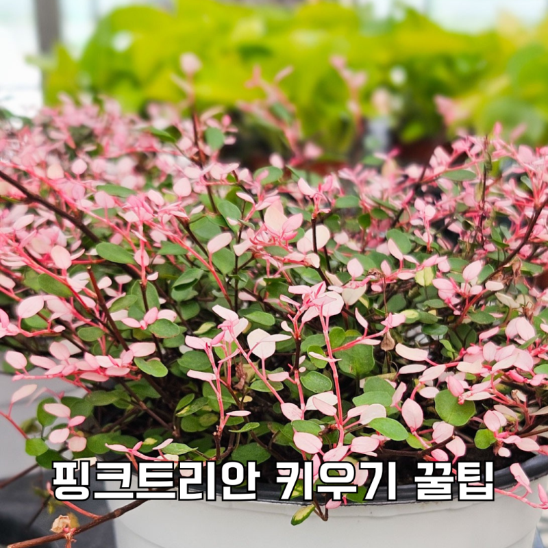 핑크트리안 키우기 물 주기 수경재배 꿀팁