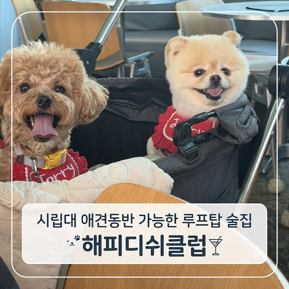 해피디쉬클럽 사진 1
