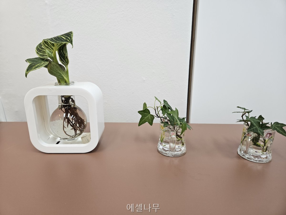 에셀나무 사진 3