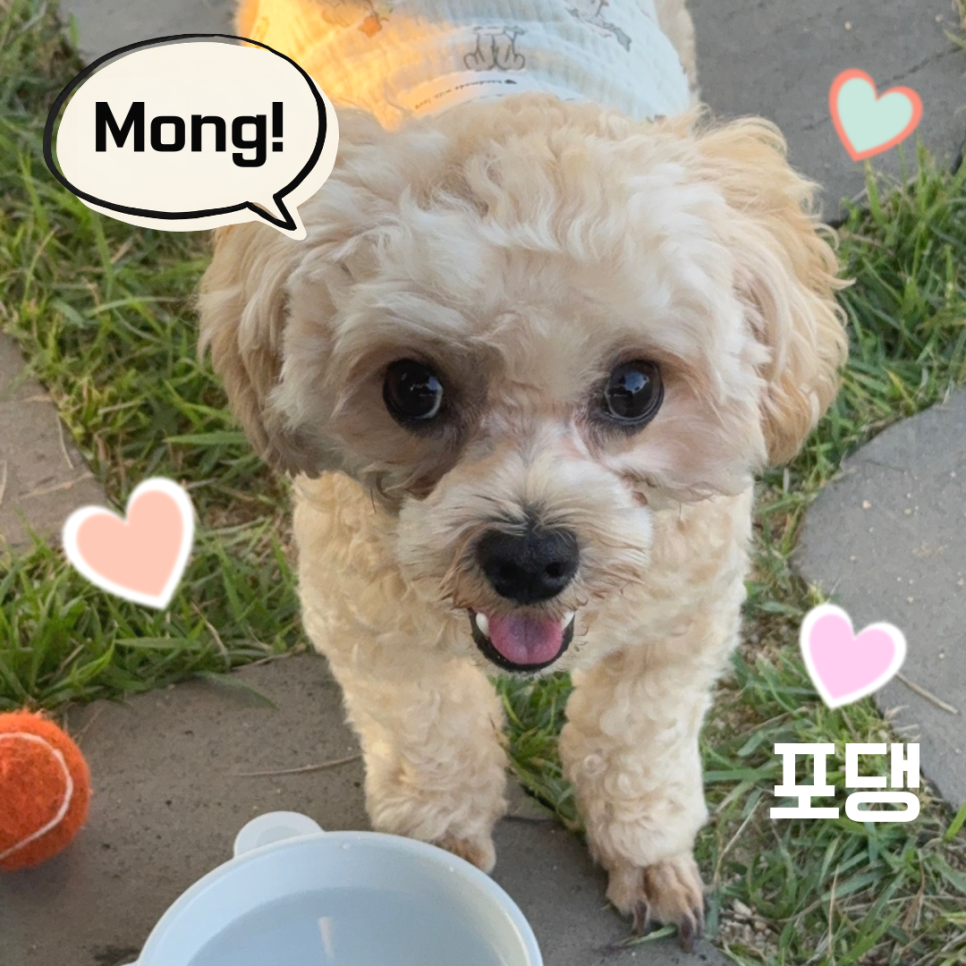 포댕