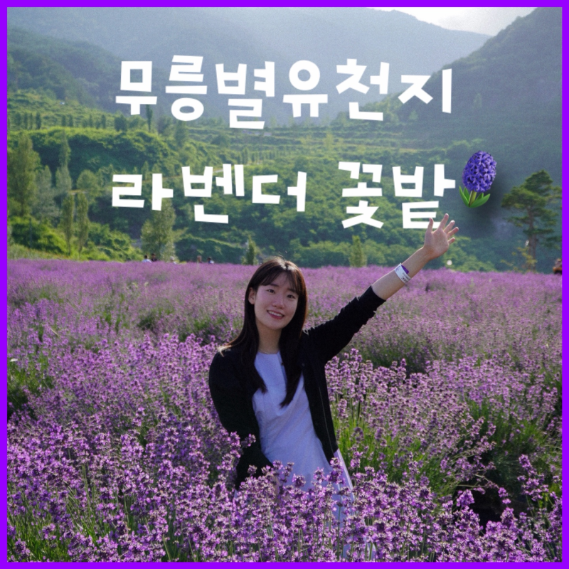 강원도에 이런 보라 풍경이! 남프랑스 감성의 무릉별유천지 라벤더 정원
