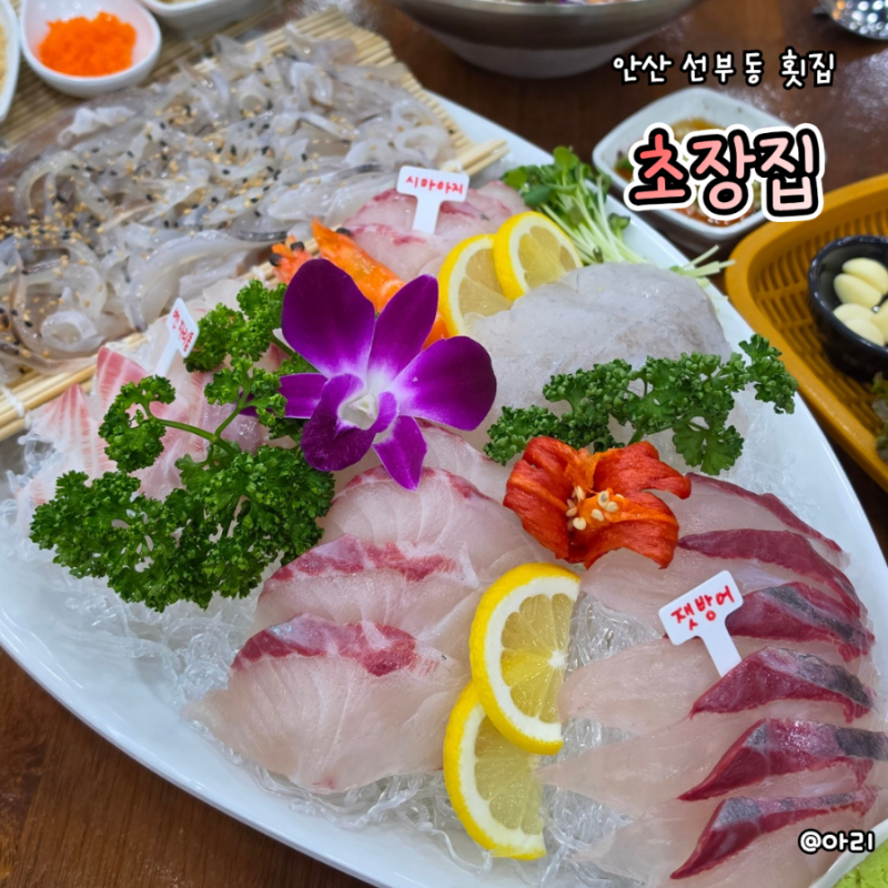 안산 선부동 횟집 초장집 여름 제철 산오징어회 시마아지를 한상에