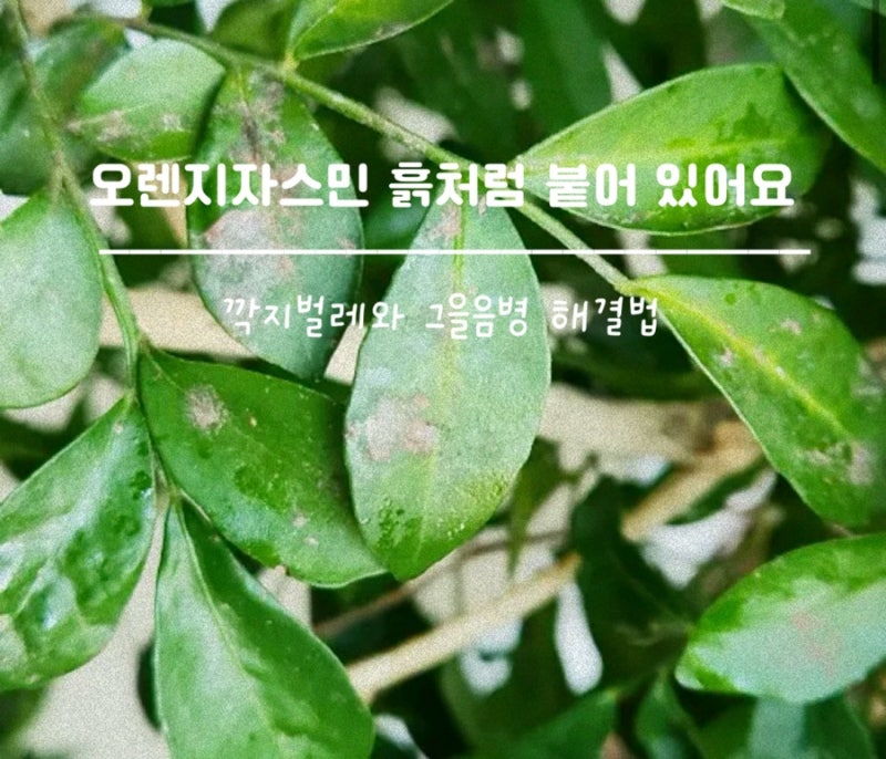 오렌지자스민 잎에 흙처럼 붙어 있다면? 깍지벌레와 그을음병 해결법