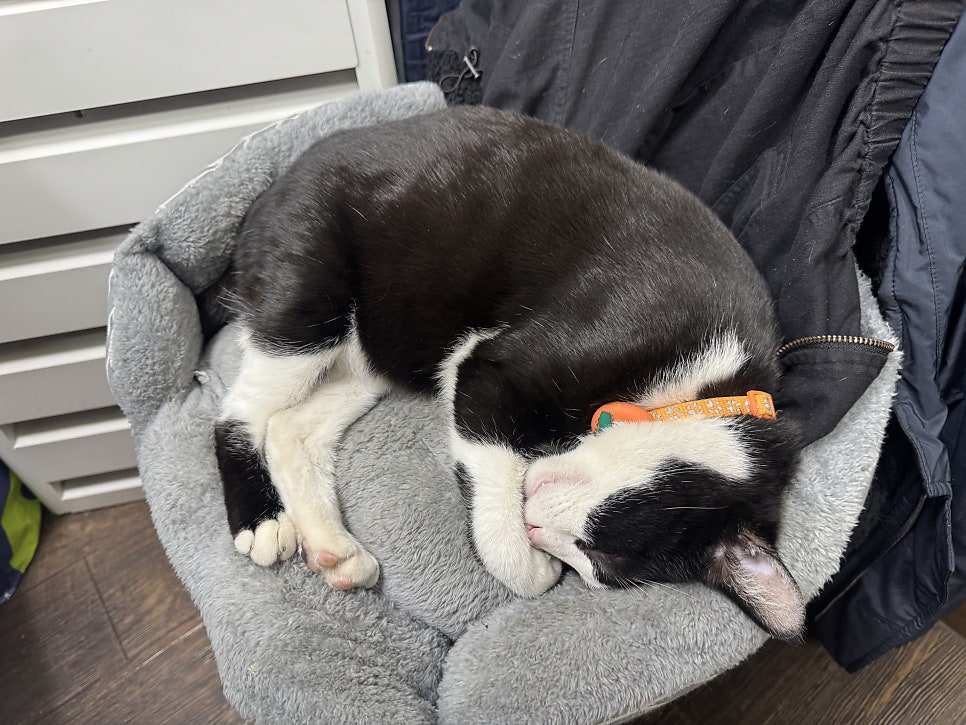 강동회수산 사진 5