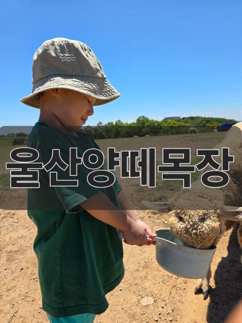 울산 체험학습 가능한 양떼목장 2주 연속 공짜로 간 방법 공개