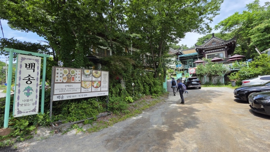 백송 사진 3