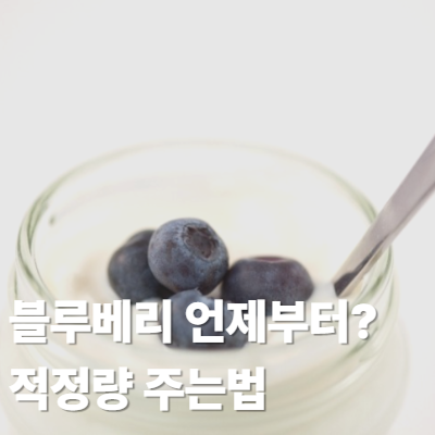 블루베리 아기 언제부터 먹나? 적정량 간식 주는법 (하루 권장량)