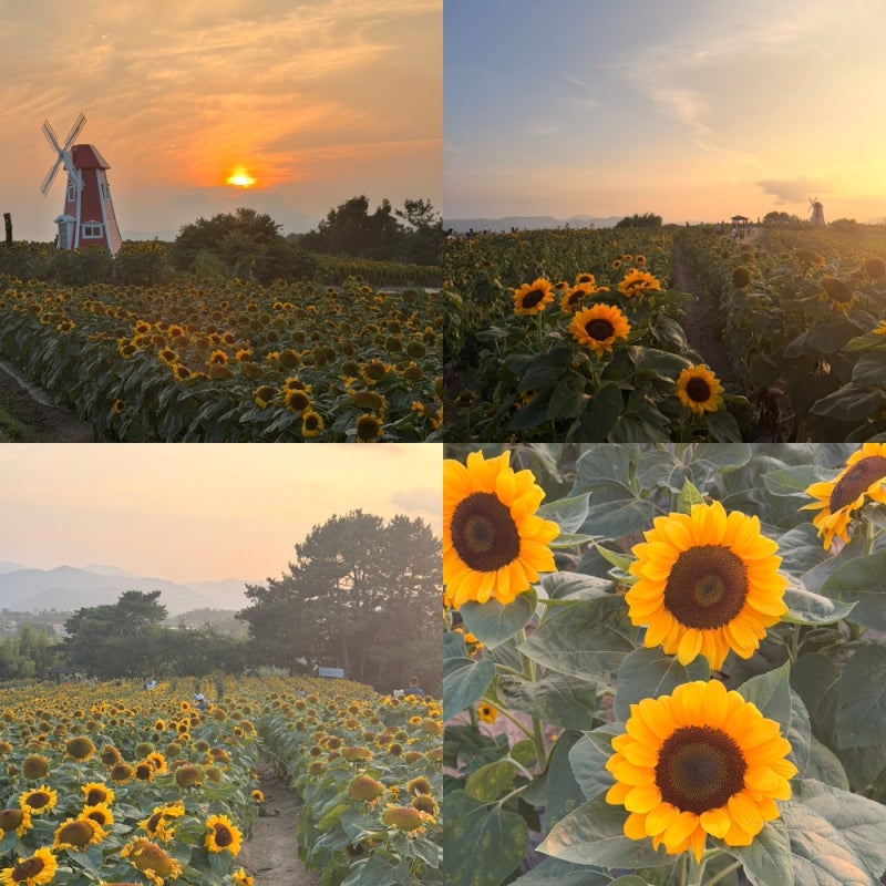 함안 해바라기 축제, 강주마을 해바라기 실시간 개화상황