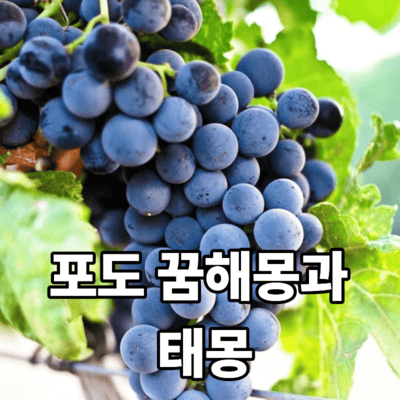 포도 꿈의 여러 가지 해몽과 포도 태몽에 대한 정리