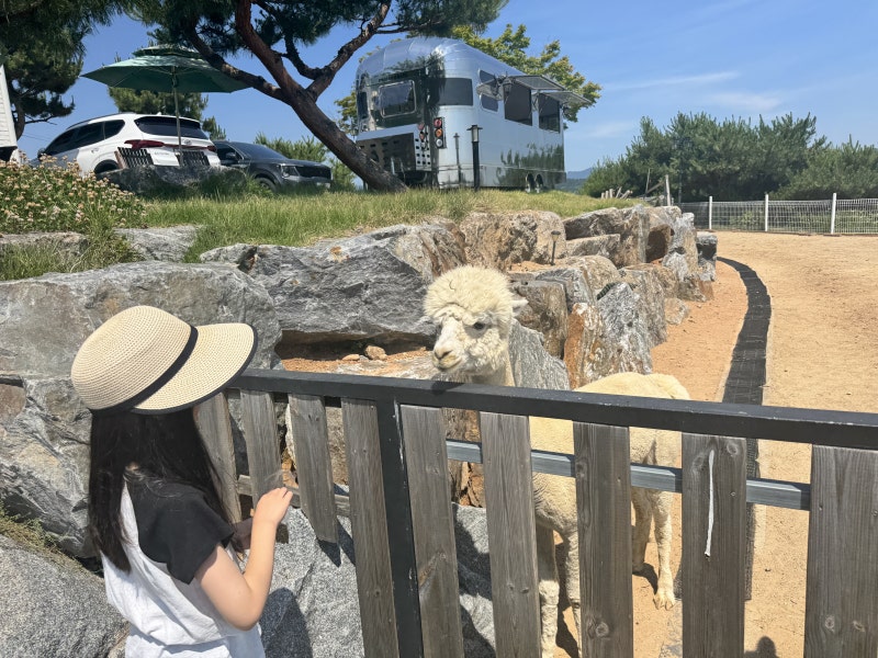 축구 선수 김병지 카페에 알파카가 산다 — 구리 파차