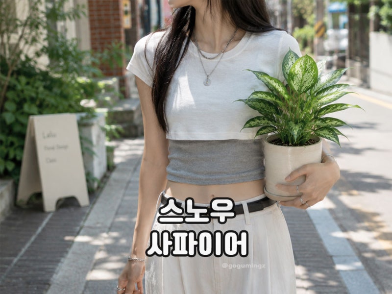 스노우사파이어 꽃 키우기, 꽃말 물주기 번식 방법은?