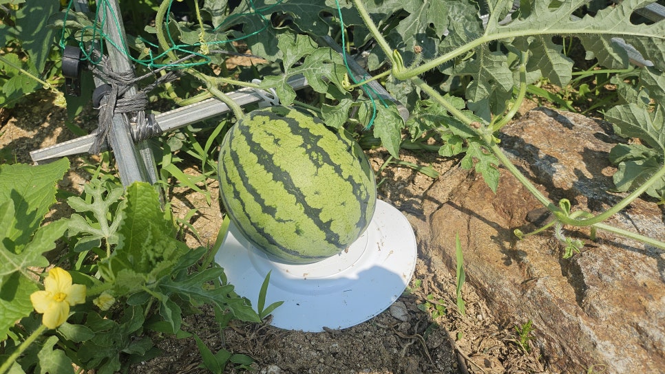 밀블레 사진 5